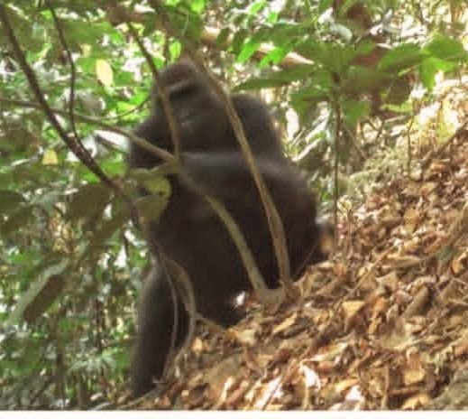 Camera Trap Captures Rare Cross River Gorilla in Afi Sanctuary, Sparks Renewed conservation Call