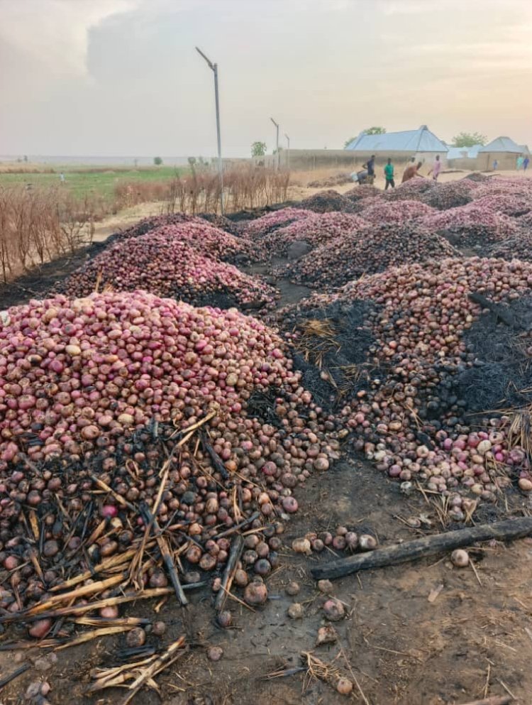 Sokoto:  Fears of Price Hike Grows As 10,000 Bags Of Onions Razed By Fire