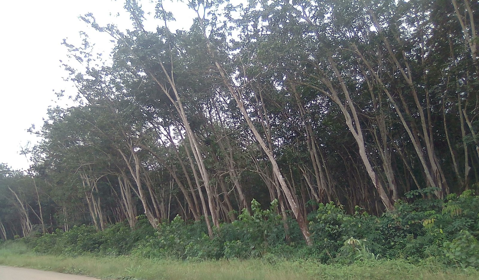 Cross River Stakeholders Advocate Increased Forest Guard Recruitment