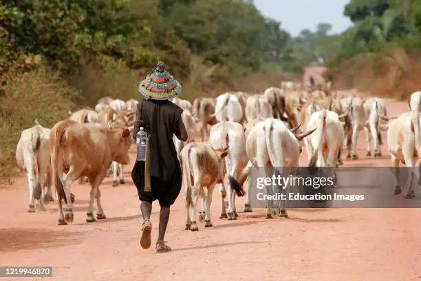 Gombe Cautions Farmers Against Encroaching On Grazing Reserves